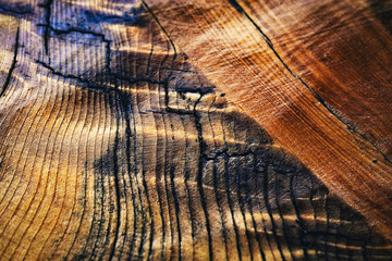abstract structure of lacquered spruce wood