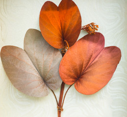 Fototapeta premium Leaves dry golden in shape and color beautiful, blurry and smooth.