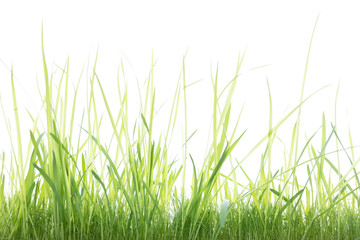 Grünes saftiges Gras vor weißem Hintergrund