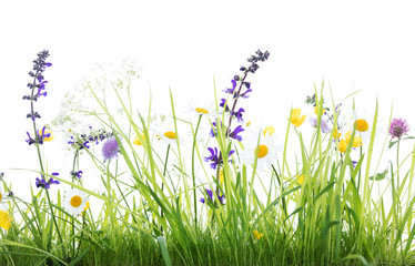 Blumenwiese vor weißem Hintergrund