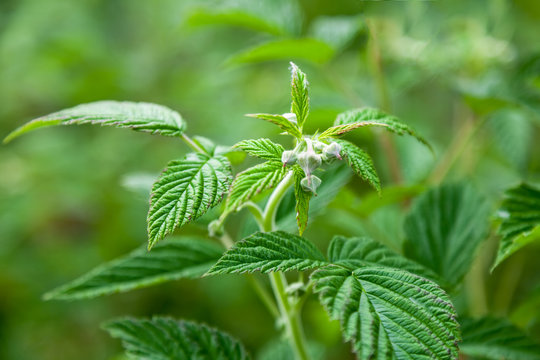 Raspberry flowers with green leaves