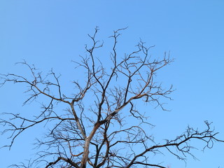 winter trees on a background of buildings and a blue sky