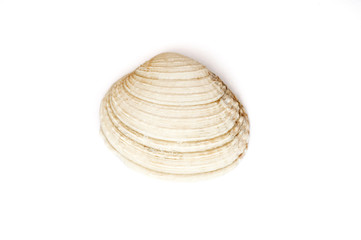 white shell of the sea