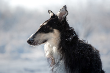 Portrait of the Russian dog on the winter background