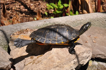 tartaruga