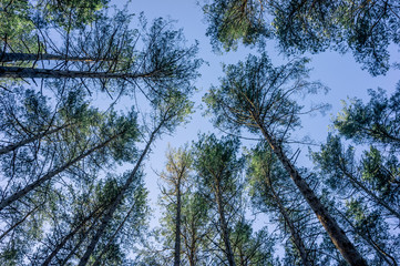 Tops of pine trees in the forest