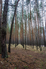 Pine forest in autumn time