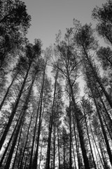 Tops of pine trees in the forest. Monochrome photo