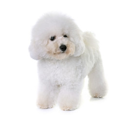bichon frise in studio