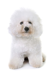 bichon frise in studio