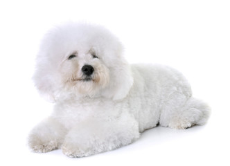 14 303 Bichon Wall Murals Canvas Prints Stickers Wallsheaven