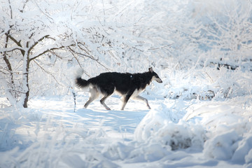 Fototapeta na wymiar Black and white Russian borzoi dog runs on the snow on the white winter forest background