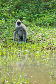s&uuml;dlicher grauer Hanuman-Langur, Semnopithecus priam thersites