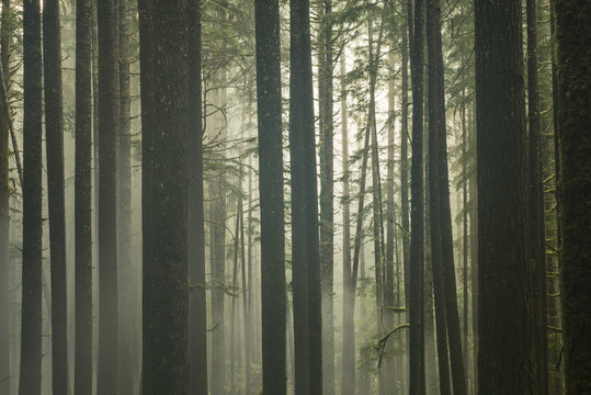 Tranquil view of trees growing in forest during foggy weather