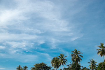 Fototapeta na wymiar Palmen vor blauem Himmel mit Wolken