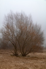 Kahler Baum Nebel am Elbstrand