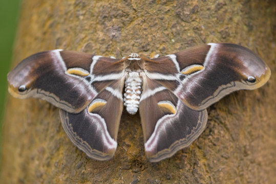 Giant Butterfly (Samia Ricini).