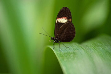 Fototapeta na wymiar Butterfly (Heliconus Erato) on a green leaf.