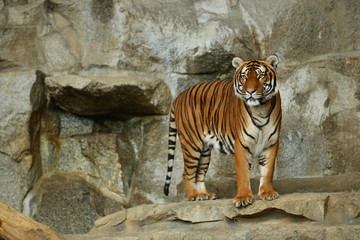 Indochinese tigers, Panthera tigris corbetti, resting and playing in the rocky mountain area. Dangereous predator in action. Tigers in nature habitat. Beautiful wild animals in captivity.