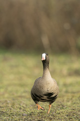 Greater White fronted Goose_000000899502_14