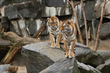 Siberian tiger, Panthera tigris altaica, resting in the rocky mountain area. Dangereous predator in action. Tiger in nature habitat. Beautiful wild animal in captivity.