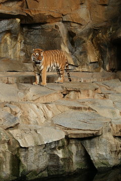 Indochinese tigers, Panthera tigris corbetti, resting and playing in the rocky mountain area. Dangereous predator in action. Tigers in nature habitat. Beautiful wild animals in captivity.