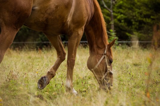 Side view of thorough bred horse 
