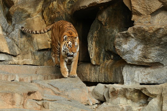 Indochinese tigers, Panthera tigris corbetti, resting and playing in the rocky mountain area. Dangereous predator in action. Tigers in nature habitat. Beautiful wild animals in captivity.