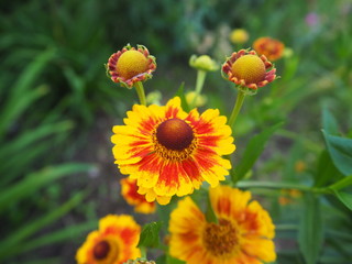 Sonnenbraut ganz keck!