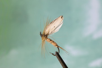 Fly fishing flies,cabbage white, Pieris rapae in blue background