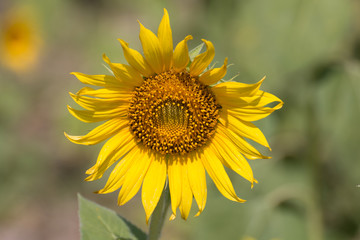 close up of a sunflower