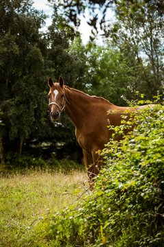 Thorough bred horse looking at camera