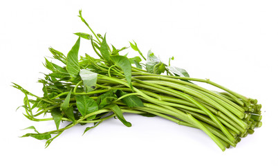 Swamp Morning Glory on white background