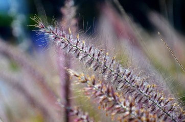 blade of straw grass