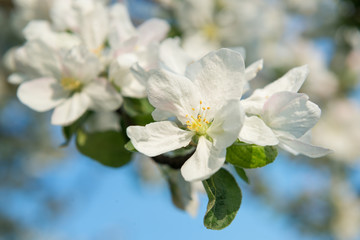 Fototapeta premium Apple tree flowers