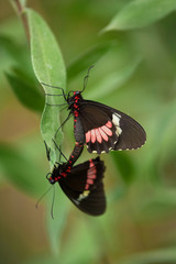 Couple of Butterflies (Heliconus) on green leaf.