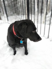 Black Dog in Snow