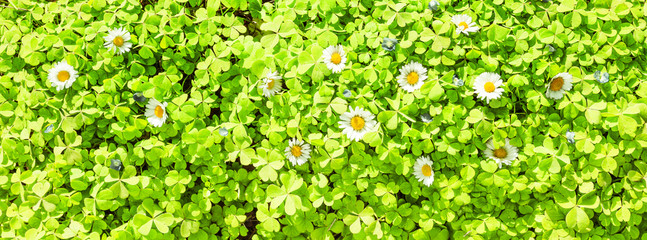 Klee mit Gänseblümchen © by-studio