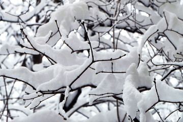Snow-covered branches of a bush in the winter.