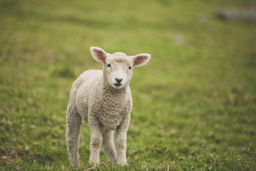 Portrait of lamb on field