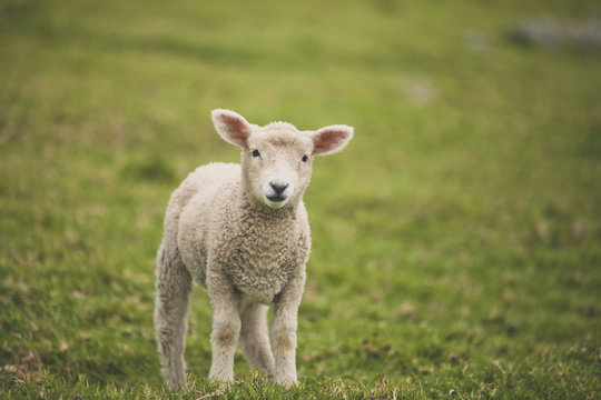 Portrait of lamb on field