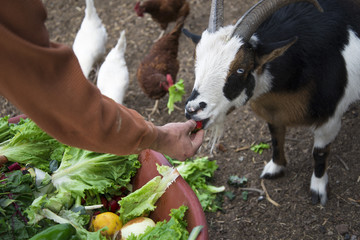 Cropped image of man feeding goat