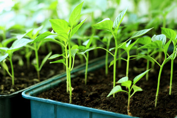 Young seedling peppers.