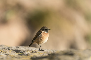 Stonechat_000000899482_1