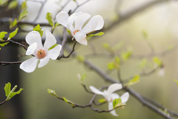 Blooming magnolia