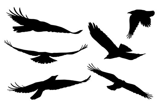 Set of realistic vector silhouettes of flying birds