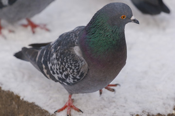 A beautiful wild pigeon with an unusual bright color, shot close-up in the city in winter.