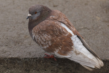 A beautiful wild pigeon with an unusual bright color, shot close-up in the city in winter.