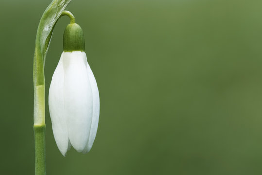 An early snowdrop blossom with a green background