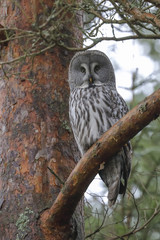 Great Grey Owl